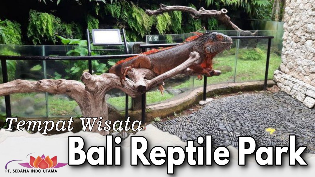 Tempat Wisata Bali Reptile Park