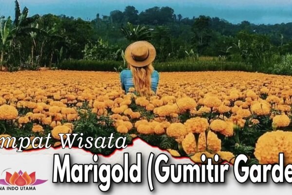 Tempat Wisata Marigold