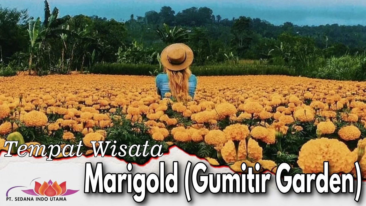 Tempat Wisata Marigold